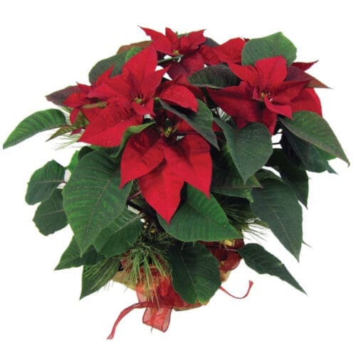 Poinsettias