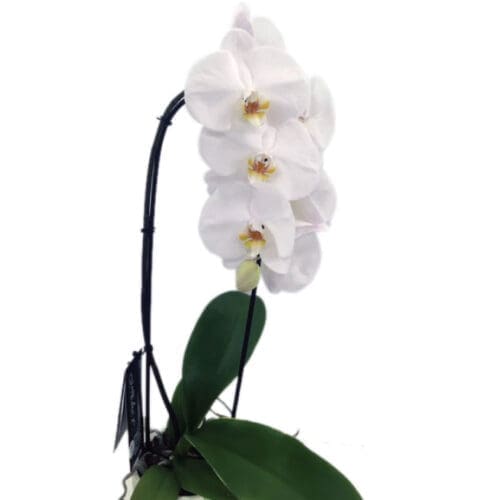 Orchidées en plante