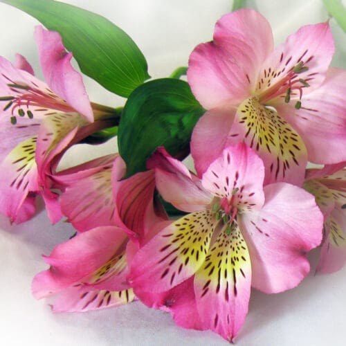 alstromeria rose