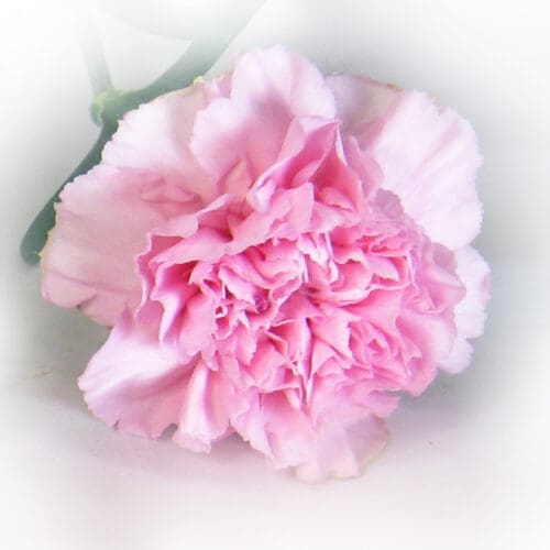 oeillet rose