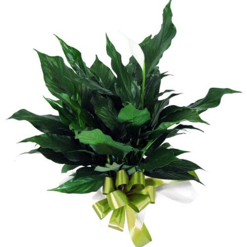 Lys de paix (spathiphyllum)