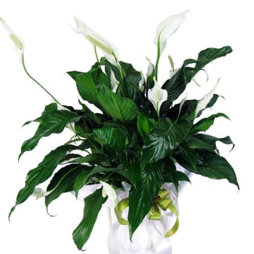 Lys de paix (spathiphyllum)