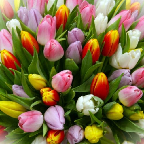 Bouquet de tulipes