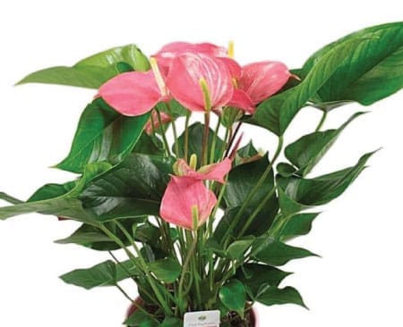 Anthurium