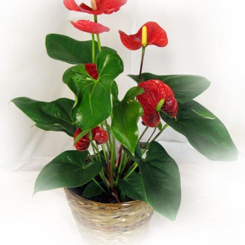 Anthurium - Plante