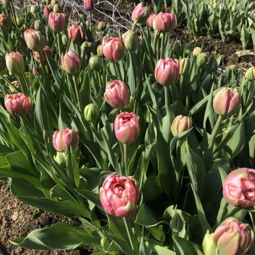 Fleurs locales