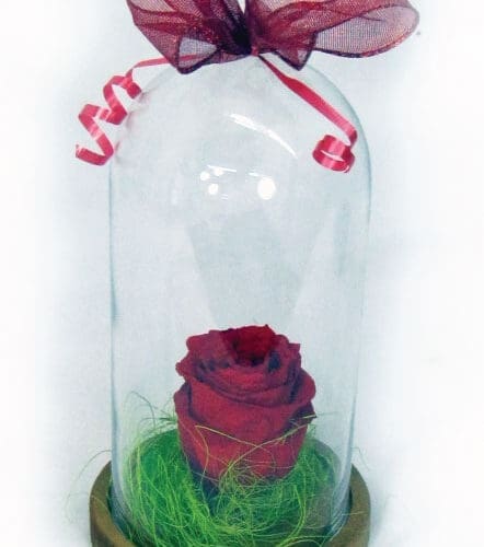 Rose éternelle dans un dôme