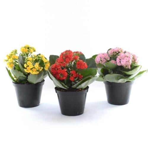 Calandivas (en plante)