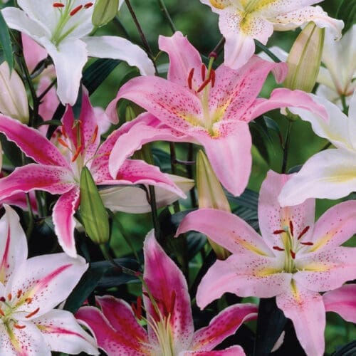 lys oriental dans différentes teintes de roses