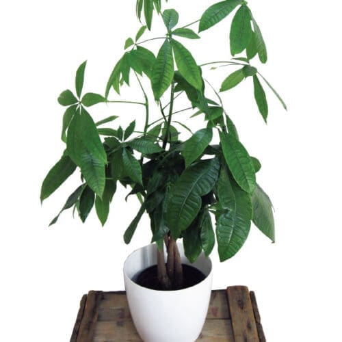 plante tressée : pachira (money tree)