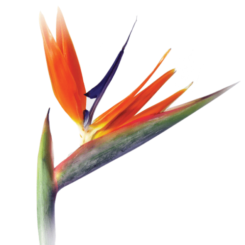 oiseau-du-paradis
