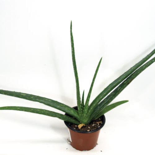 Plant d'aloe vera (aloes)