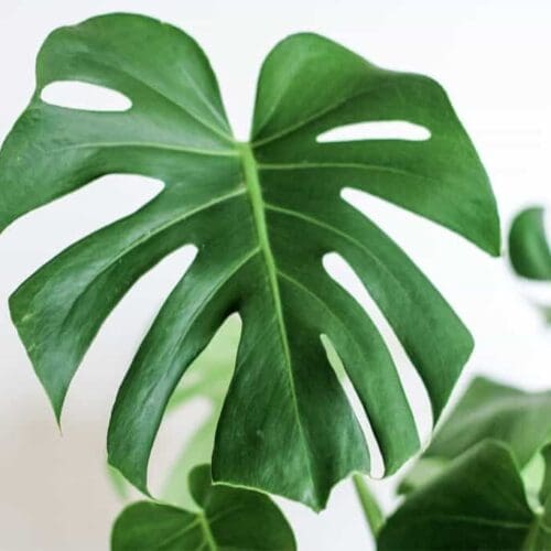 feuille de monstera