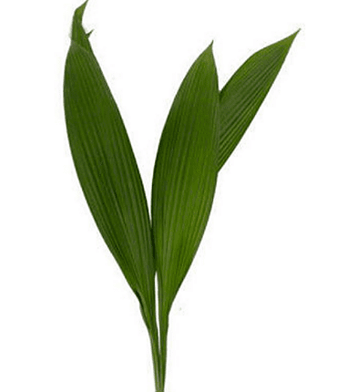 Feuillage d'accordéon