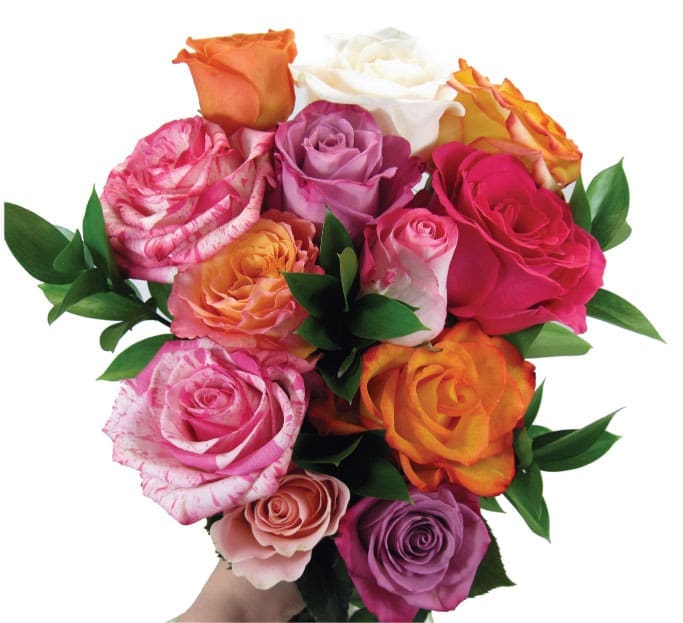 Roses en fleurs coupées