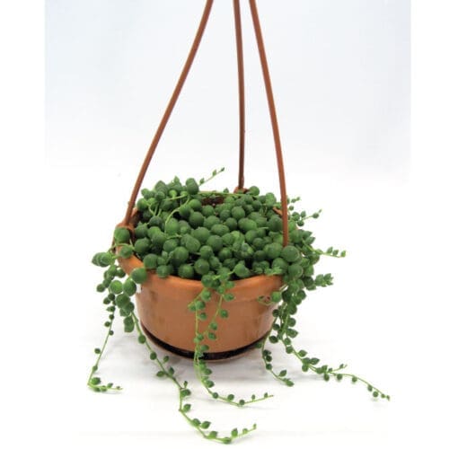 Plant de string of pearls (senecio rowleyanus)