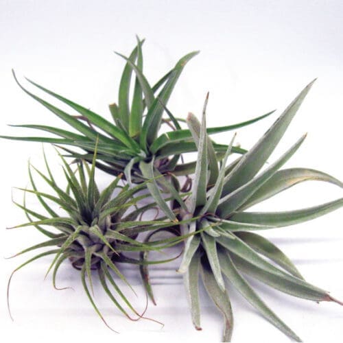 Plant de tillandsia (plantes aériennes fille de l'air)