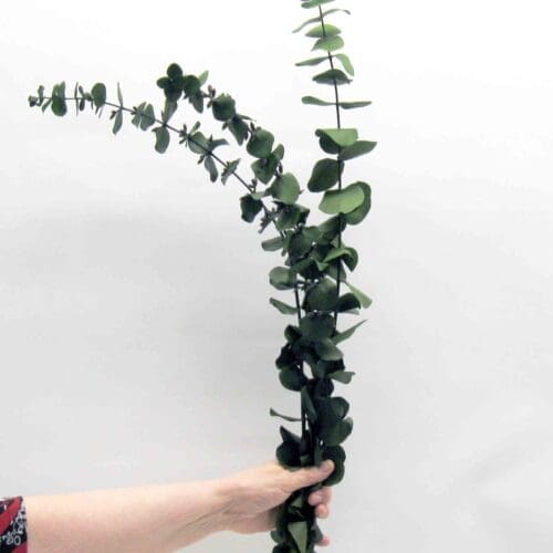 Eucalyptus True Blue préservé