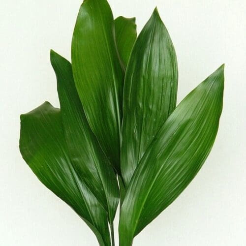 aspidistra