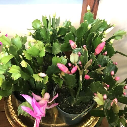 Cactus de Noel (zygocactus)