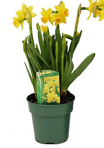 Plant de jonquilles