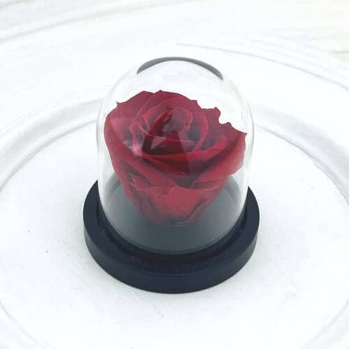 Rose éternelle (petite) dans son dôme ''glam''