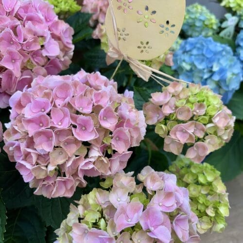 Plant d'hydrangées (hortensias)