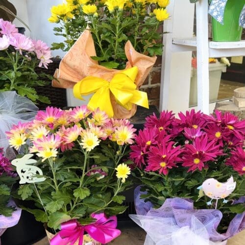 Plant de chrysanthèmes marguerites