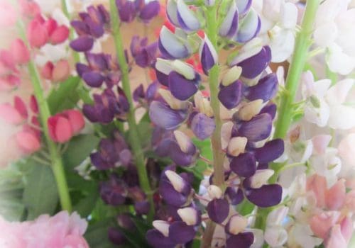 lupins et pivoines