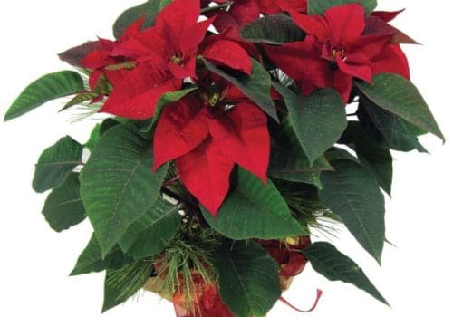 poinsettia 6 pouces rouge
